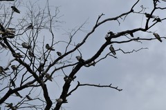 Cheramoeca leucosterna