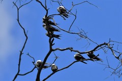 Cheramoeca leucosterna