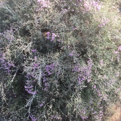 Limonium tuberculatum image