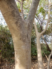 Ficus exasperata