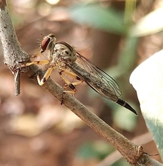 Clephydroneura