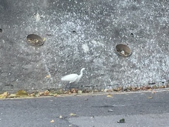 Egretta garzetta
