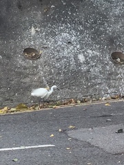 Egretta garzetta