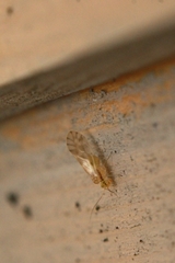 Chilenocaecilius ornatipennis