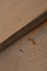 Chilenocaecilius ornatipennis