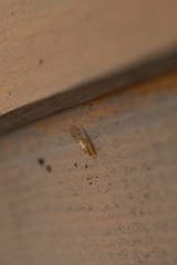 Chilenocaecilius ornatipennis