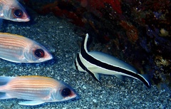 Eques lanceolatus