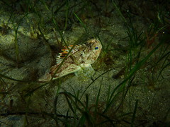 Maxillicosta scabriceps