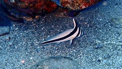 Eques lanceolatus