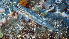 Coryphopterus dicrus