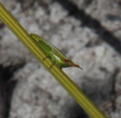 Betiscoides