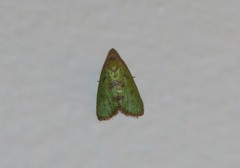 Doloessa viridis