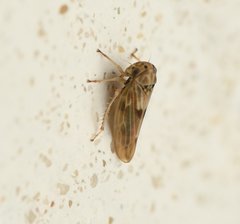 Agallia albidula