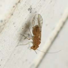 Lachesilla