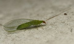 Chrysopodes collaris