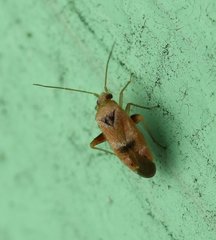 Parthenicus juniperi