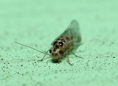 Blastopsocus variabilis