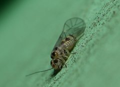Blastopsocus variabilis