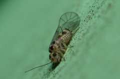 Blastopsocus variabilis