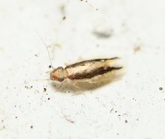 Echmepteryx madagascariensis