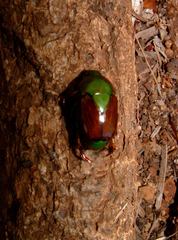 Calomacraspis haroldi