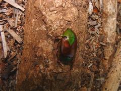 Calomacraspis haroldi