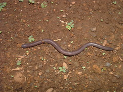 Dermophis mexicanus