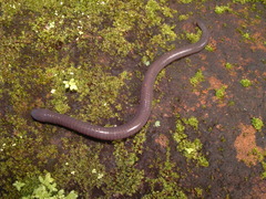 Dermophis mexicanus