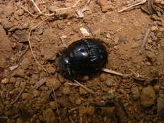 Phanaeus eximius