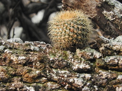 Mammillaria polythele