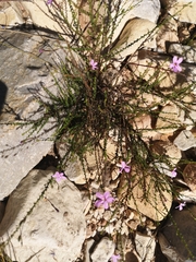 Jamesbrittenia aspalathoides