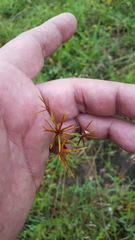 Cyperus amabilis