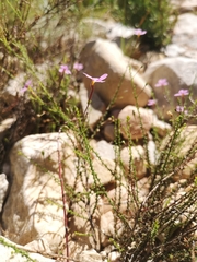 Jamesbrittenia aspalathoides