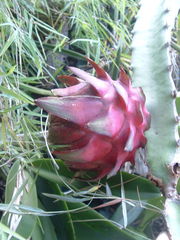 Acanthocereus tetragonus