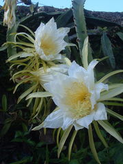 Acanthocereus tetragonus