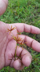 Cyperus amabilis