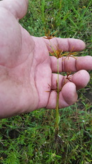 Cyperus amabilis