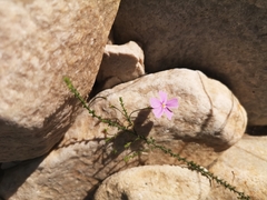 Jamesbrittenia aspalathoides