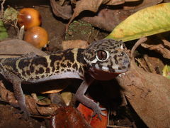 Coleonyx mitratus