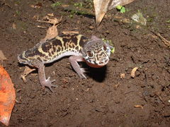 Coleonyx mitratus