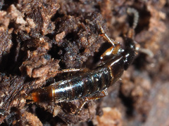 Gabrius splendidulus