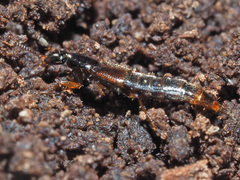 Gabrius splendidulus