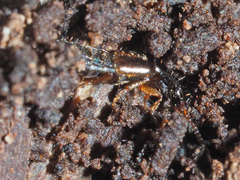 Gabrius splendidulus