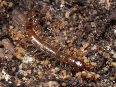 Lithobius tenebrosus