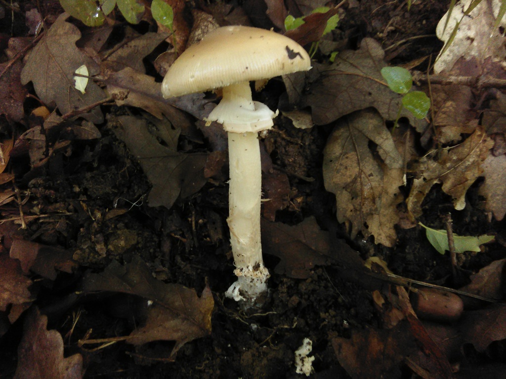Elias' Amanita