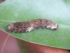 Heraclides anchisiades