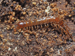 Lithobius tenebrosus