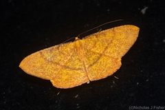 Eumelea rosalia