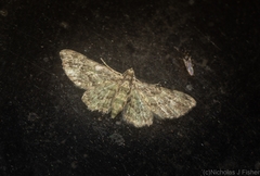 Chloroclystis mniochroa