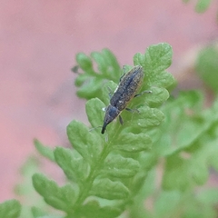 Epimeces